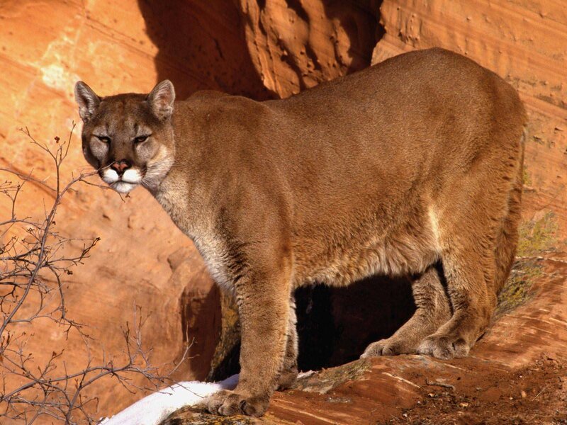 Cougar on Rocky Cliff — Brown