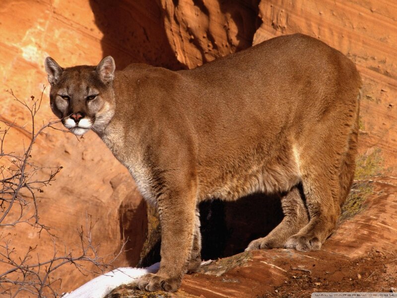 Cougar on Rocky Cliff