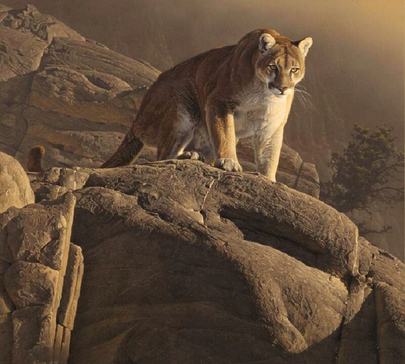 Cougar on Rocky Outcrop — Brown