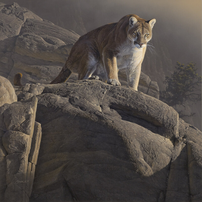 Cougar on Rocky Outcrop