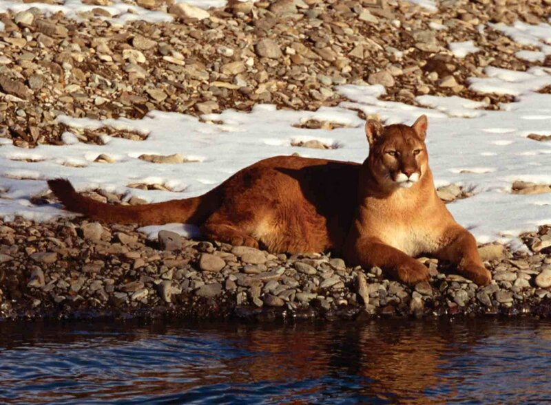 Cougar on Rocky Shore