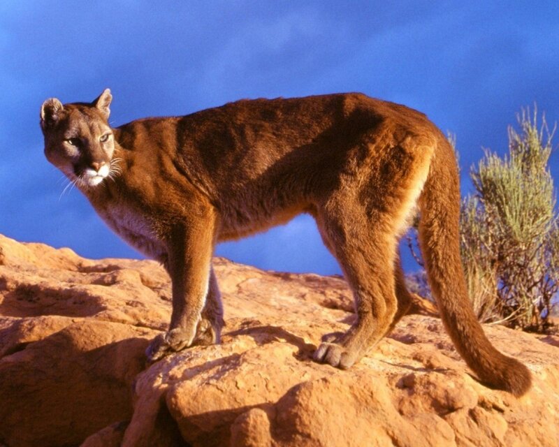 Cougar on Rocky Terrain — Brown, Alert, Afternoon, Photograph, Rocks, Shrub