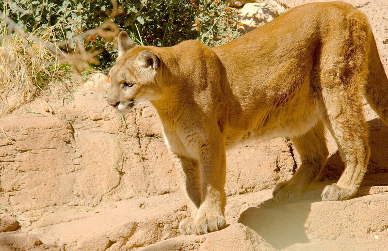 Cougar on Rocky Terrain — Brown, Alert, Afternoon, Photograph