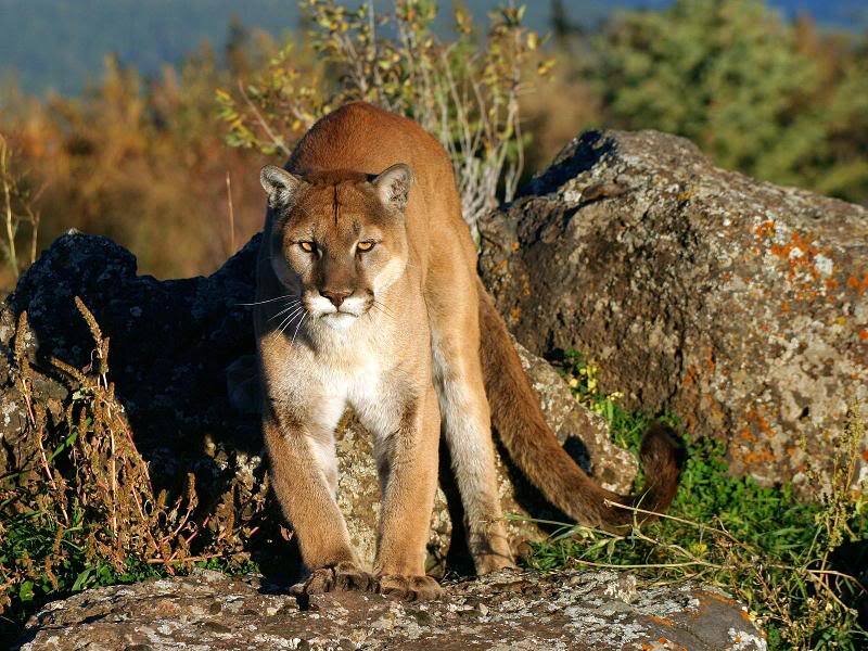 Cougar on Rocky Terrain — Brown, Alert, Afternoon