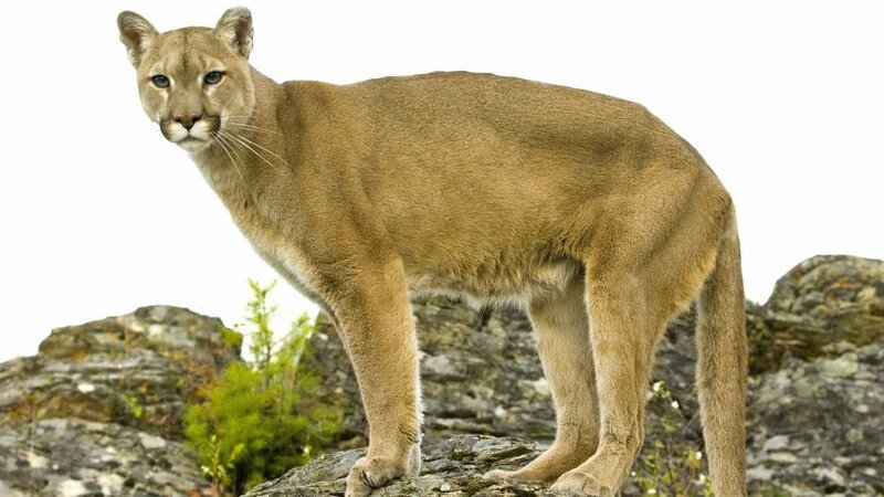 Cougar on Rocky Terrain — Brown, Alert, Photograph, Rocks, Plant