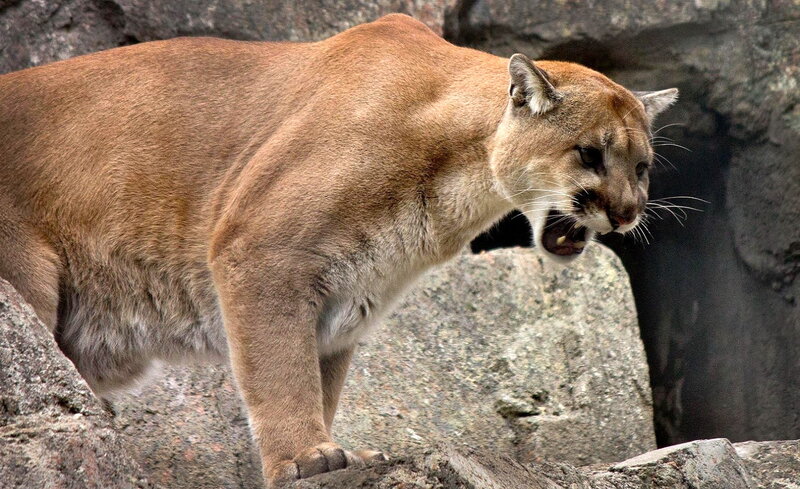 Cougar on Rocky Terrain — Brown, Alert, Photograph