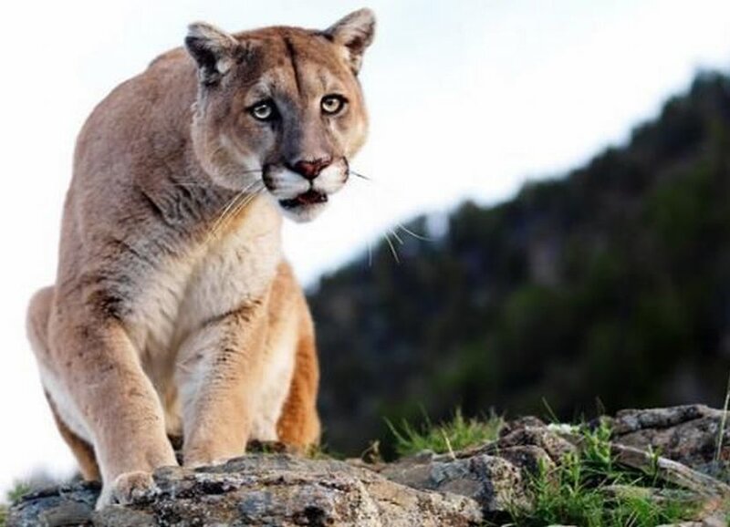 Cougar on Rocky Terrain — Brown, Alert