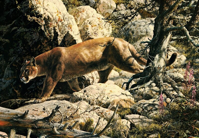 Cougar on Rocky Terrain — Brown, Dramatic