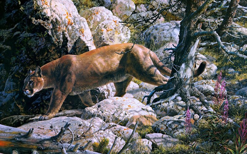 Cougar on Rocky Terrain — Brown, Natural