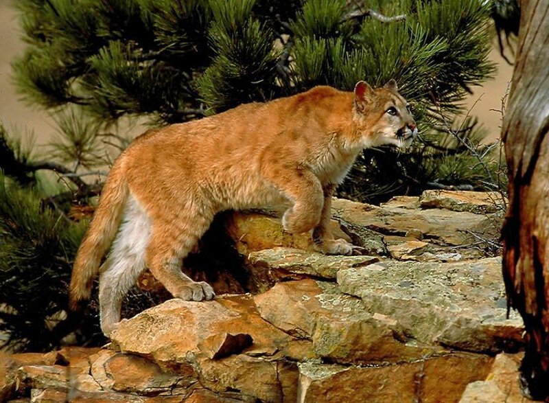 Cougar on Rocky Terrain — Brown