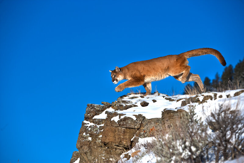 Cougar on Snowy Cliff — Blue