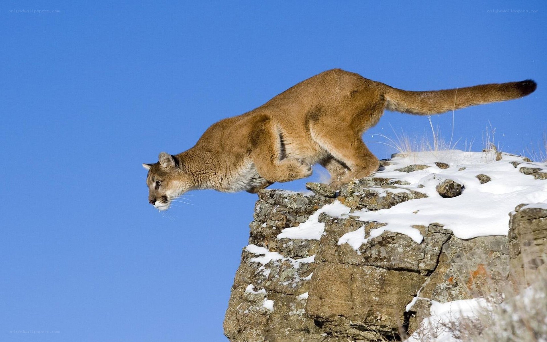 Cougar on snowy cliff