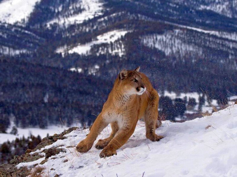 Cougar on snowy mountain