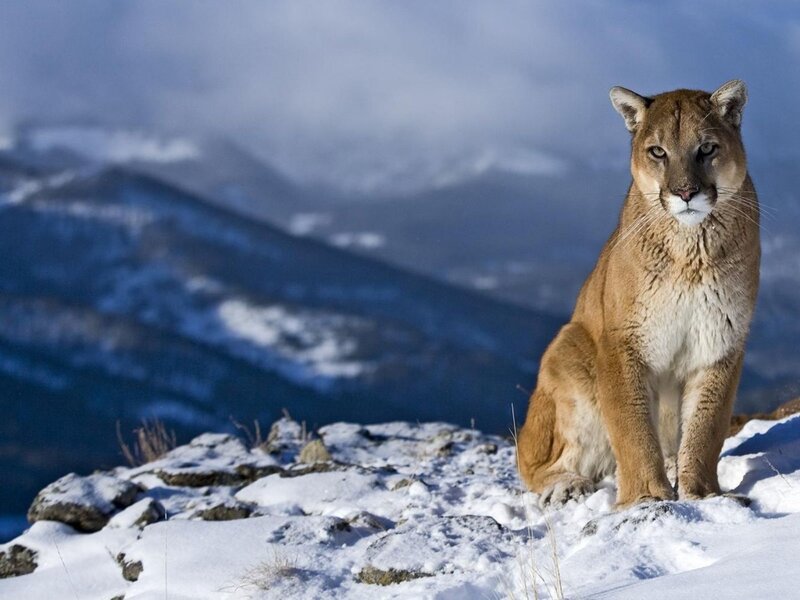 Cougar on Snowy Mountain — Brown