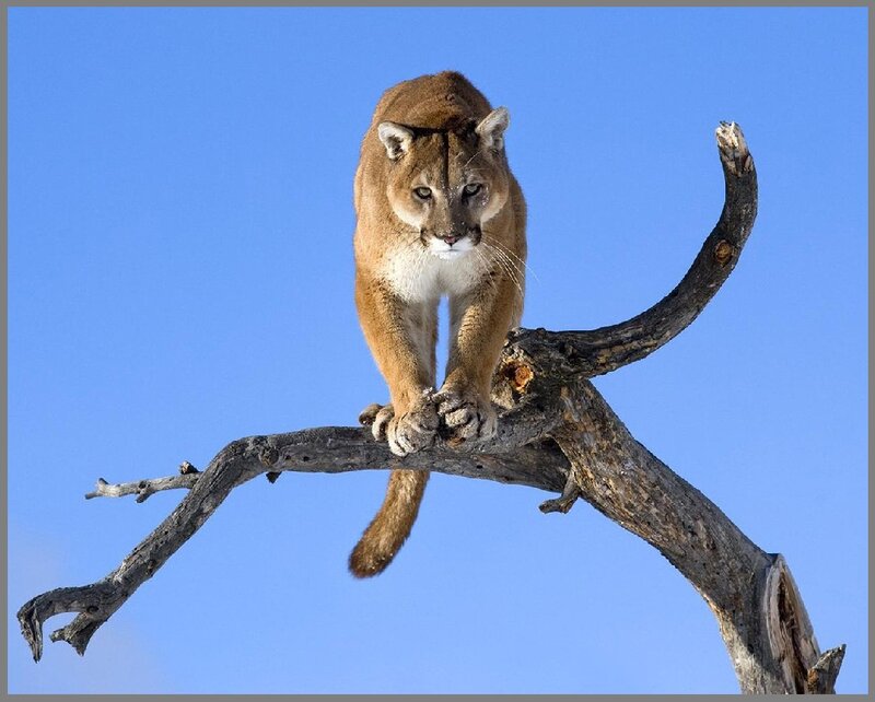Cougar on Tree Branch — Blue, Alert