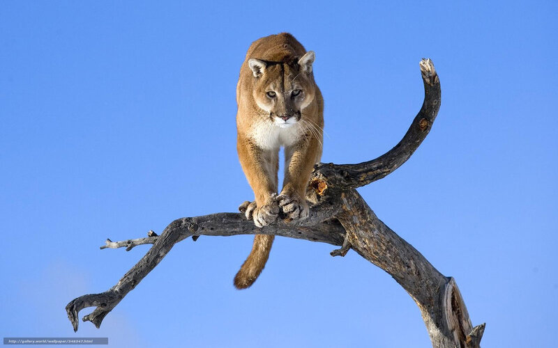 Cougar on Tree Branch — Blue, Dramatic, Afternoon, Photograph