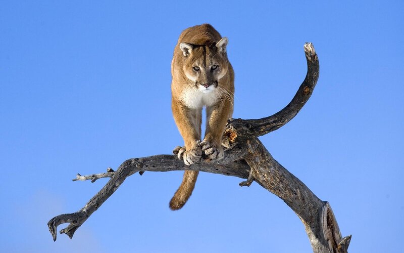 Cougar on Tree Branch — Blue, Dramatic, Afternoon
