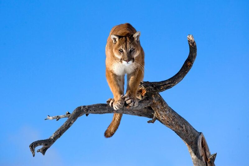 Cougar on Tree Branch — Blue