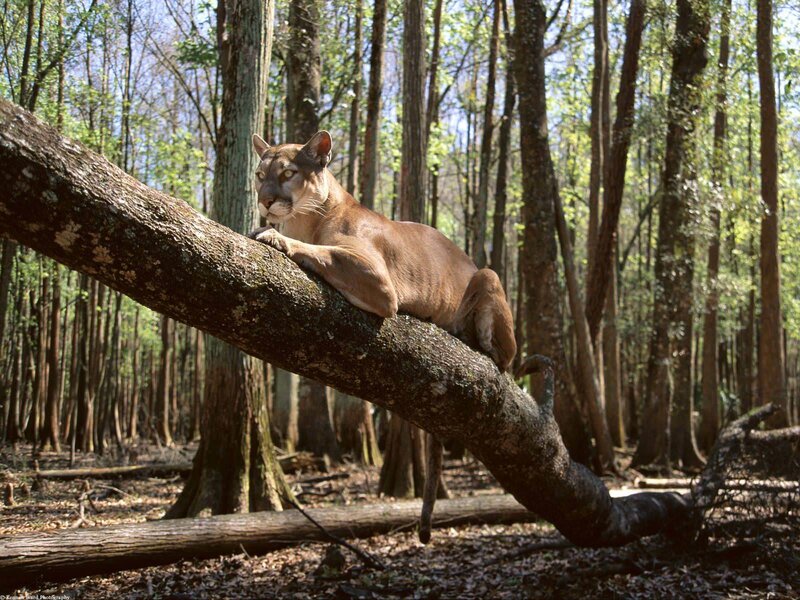 Cougar on Tree Branch — Brown, Alert, Afternoon
