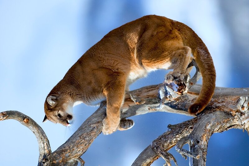 Cougar on Tree Branch — Brown, Alert