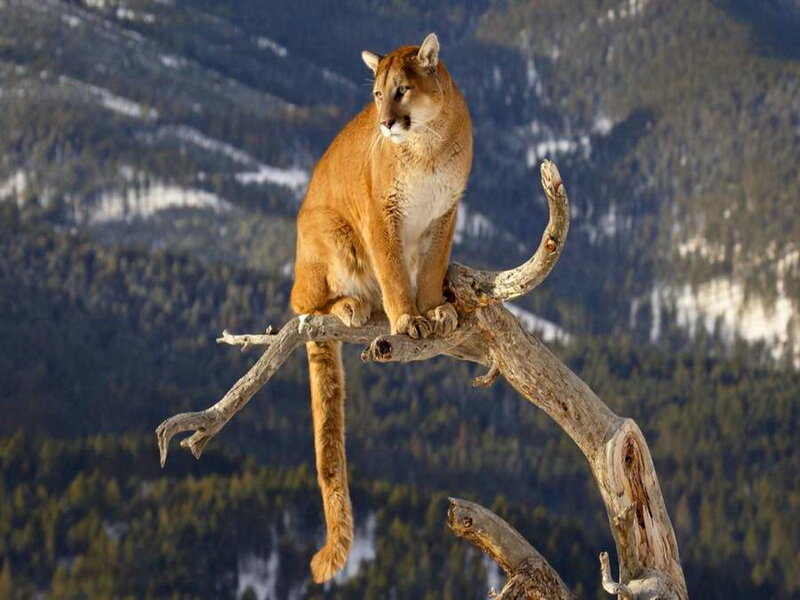 Cougar on Tree Branch — Brown, Alert, Winter, Photograph, Tree Branch