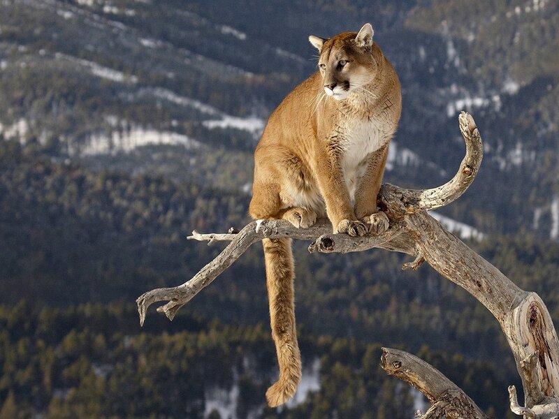 Cougar on Tree Branch — Brown, Alert, Winter