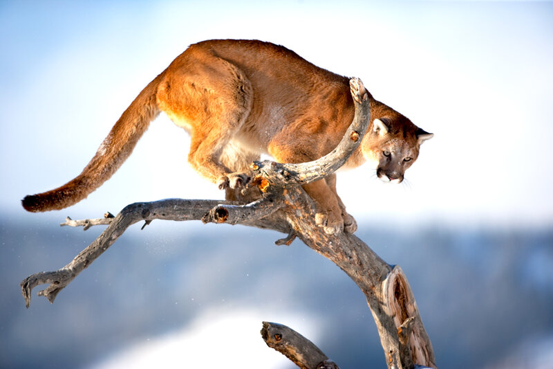Cougar on Tree Branch — Brown, Dramatic