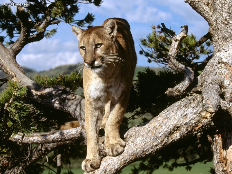 Cougar on Tree Branch — Brown