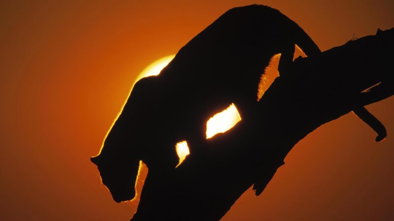 Cougar on Tree Branch — Orange, Dramatic
