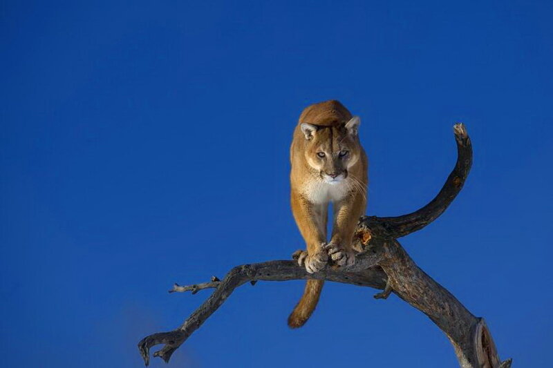 Cougar on Tree Branch