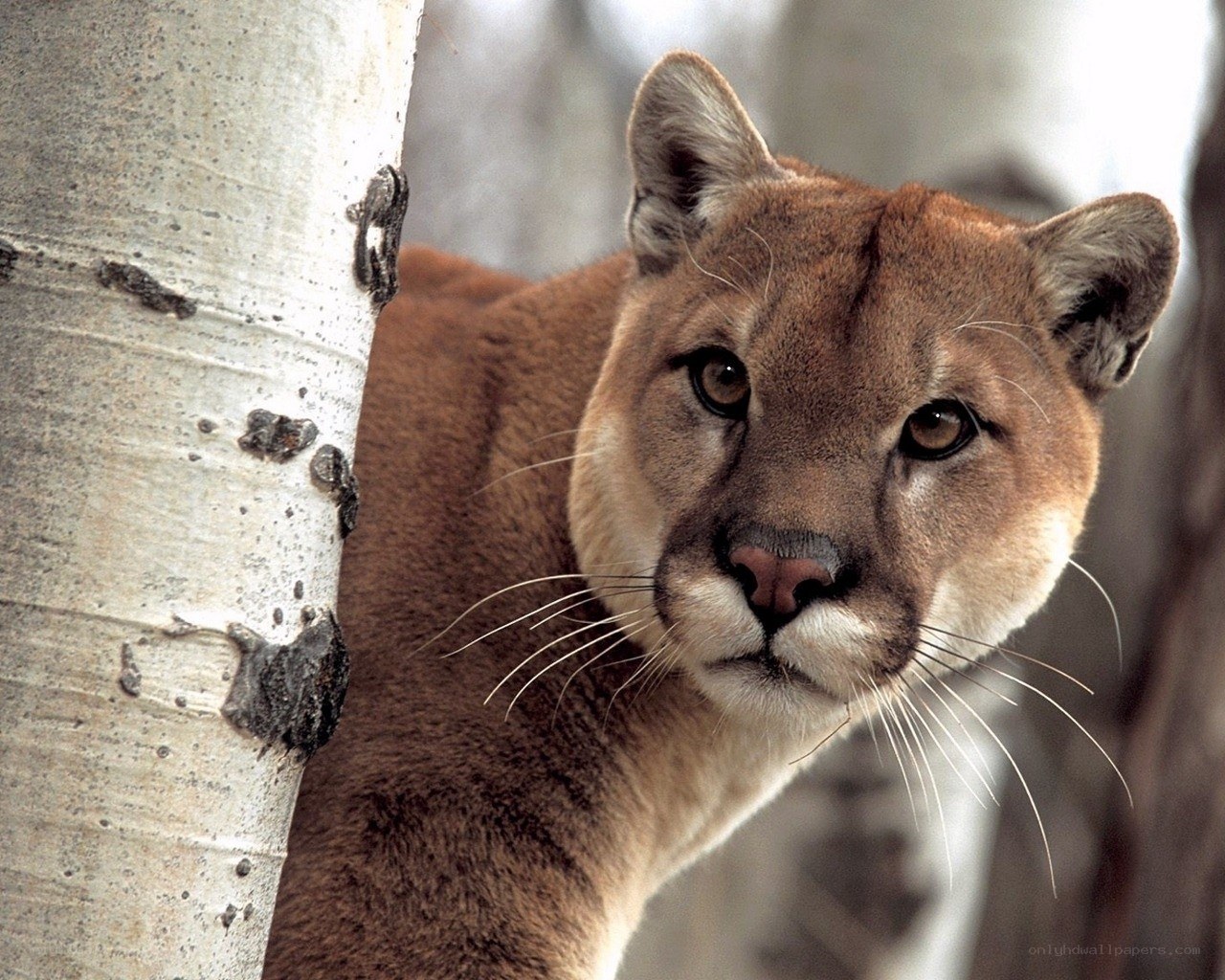 Cougar peeking from behind a tree