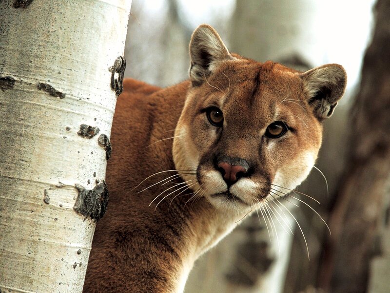 Cougar peeking from behind a tree