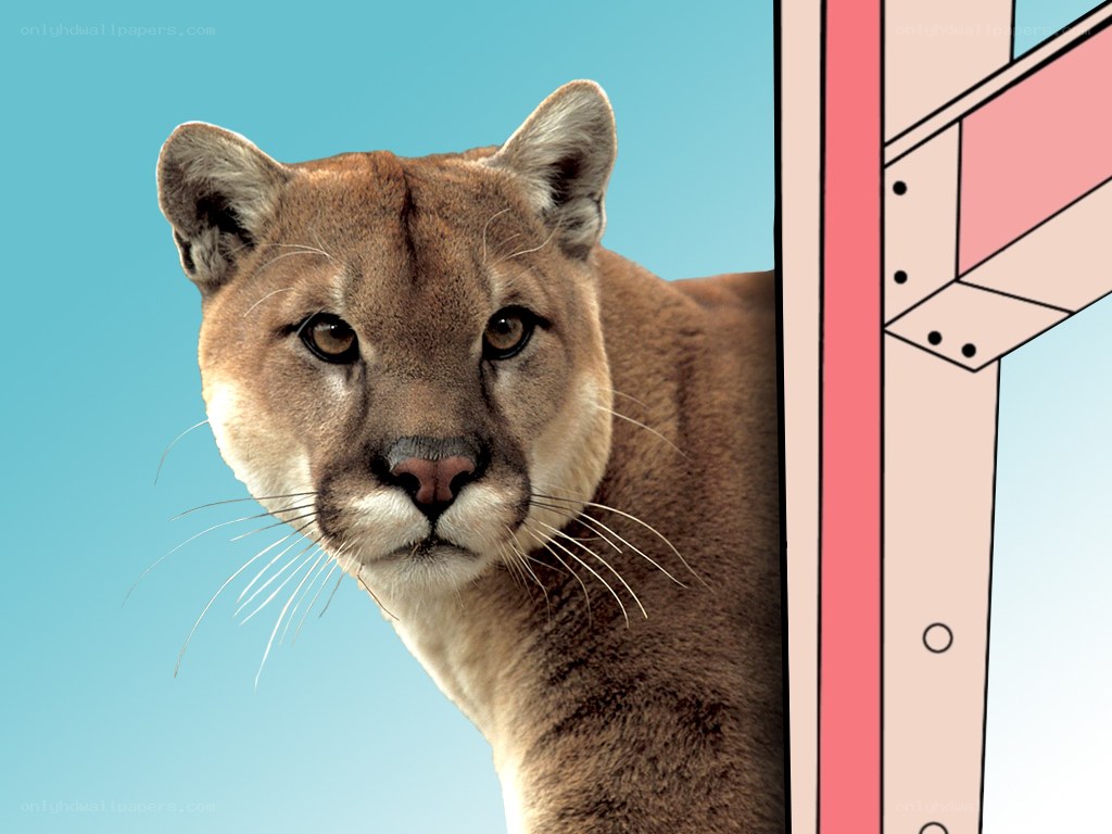 Cougar peeking from behind structure