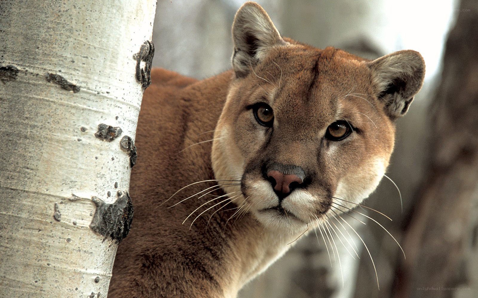 Cougar peeking from behind tree