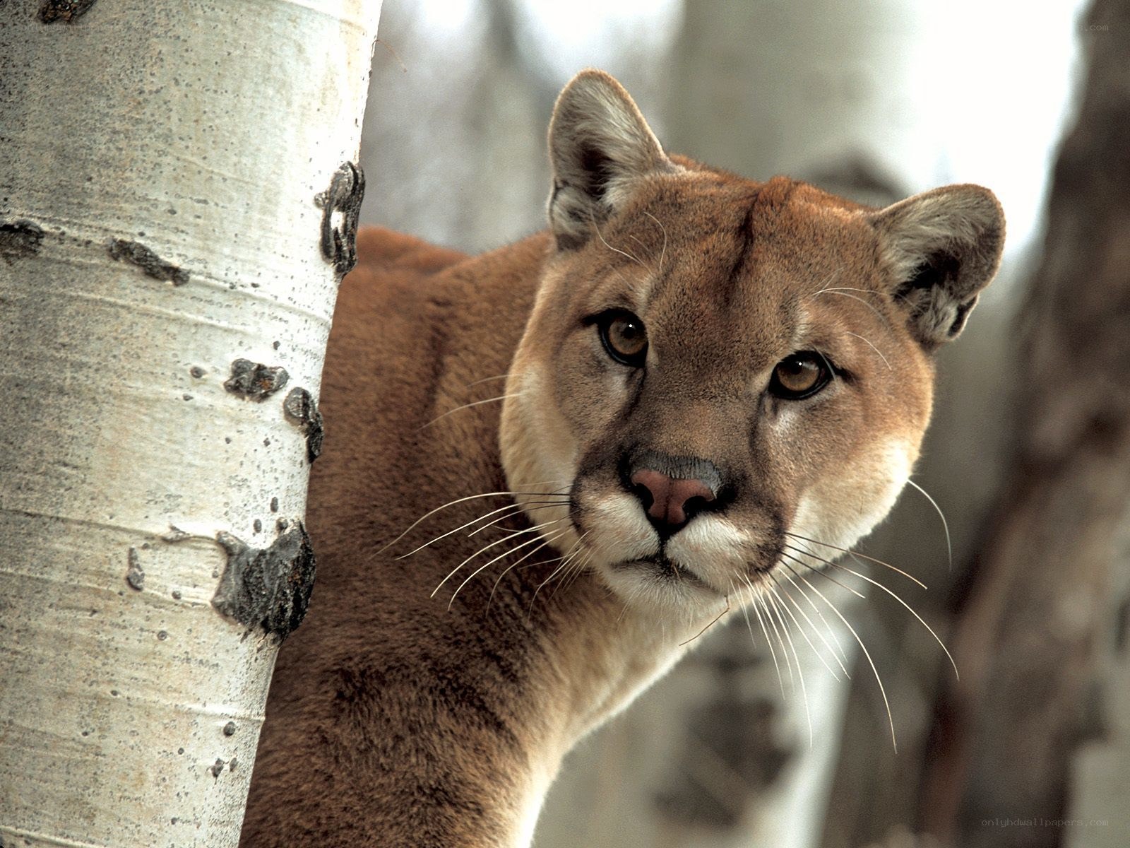 Cougar peeking from behind tree