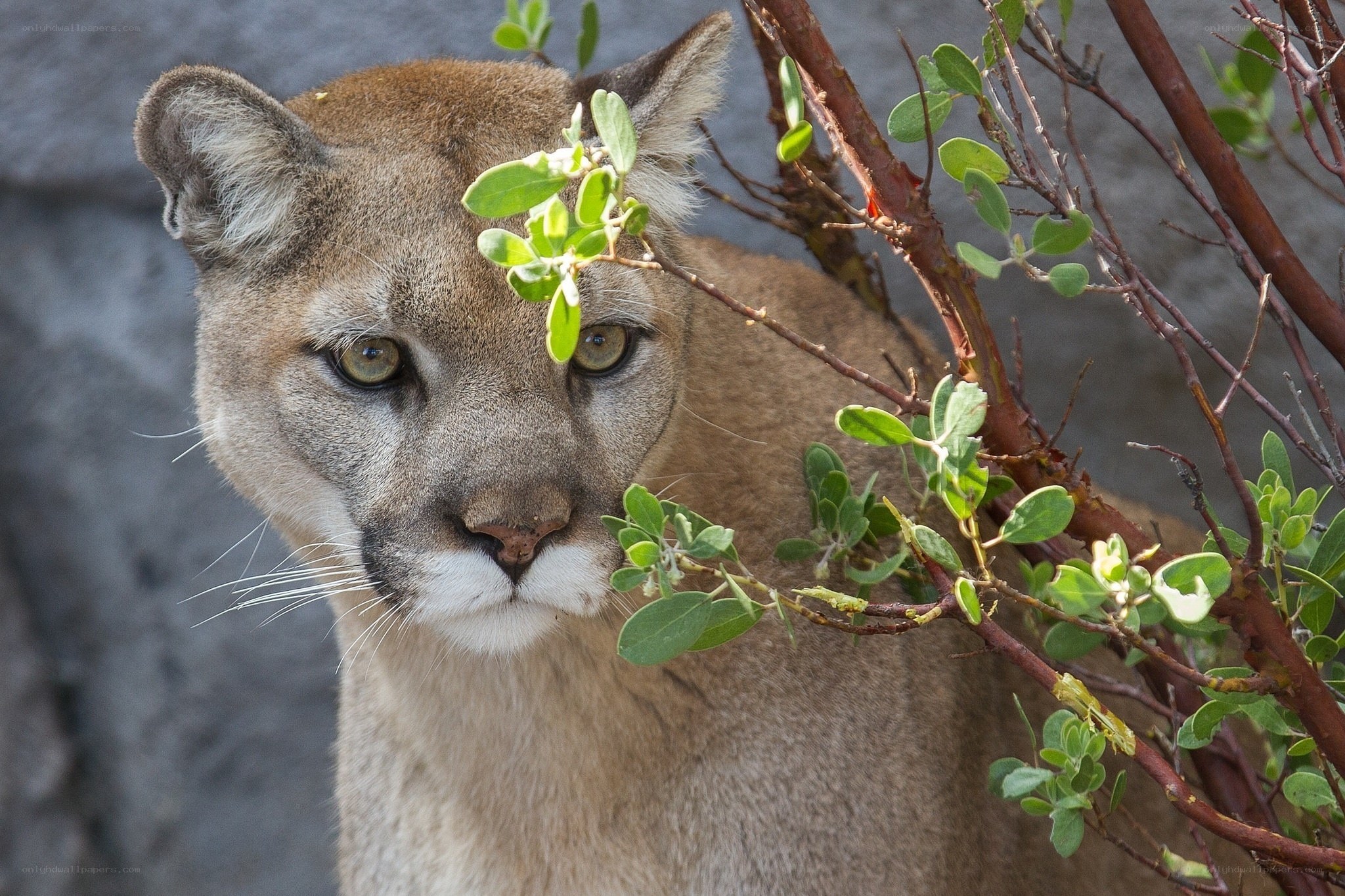 Cougar peeking through foliage