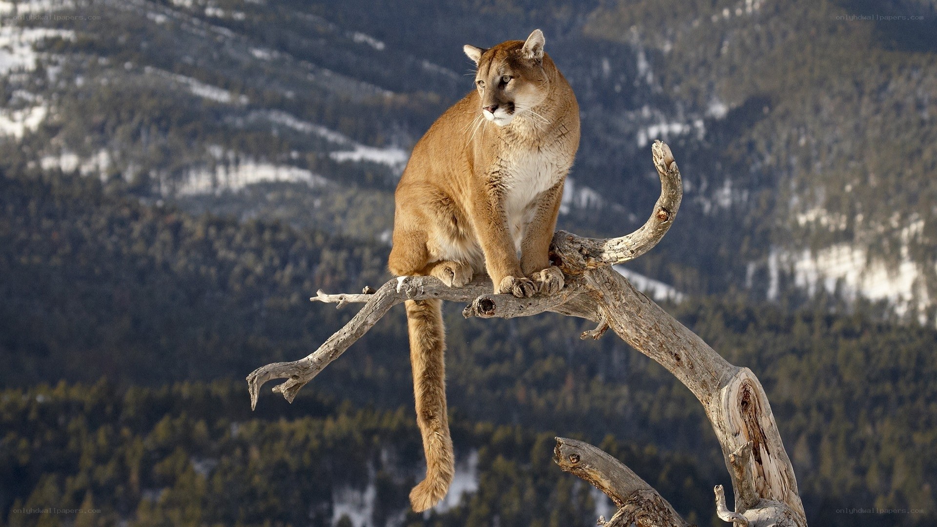 Cougar perched on a tree branch
