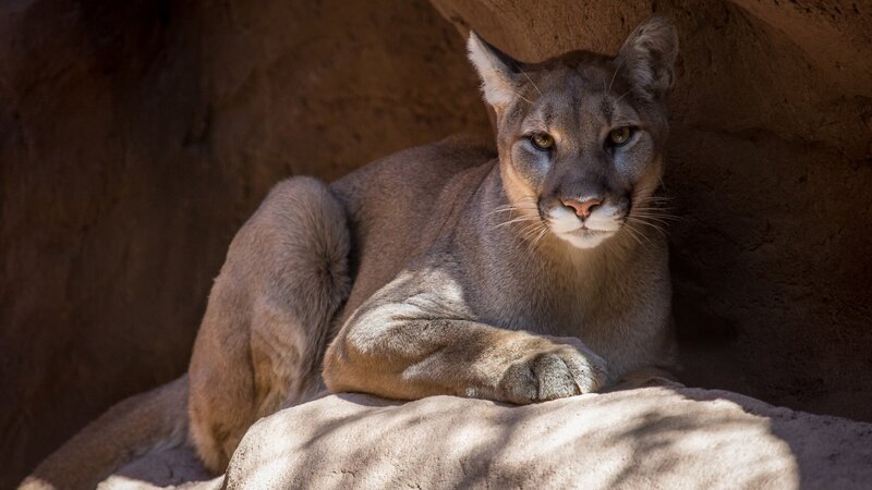 Cougar resting in a cave
