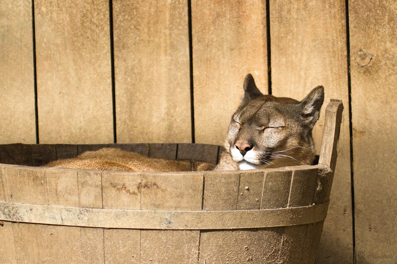 Cougar resting in a wooden tub