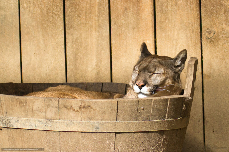 Cougar resting in a wooden tub
