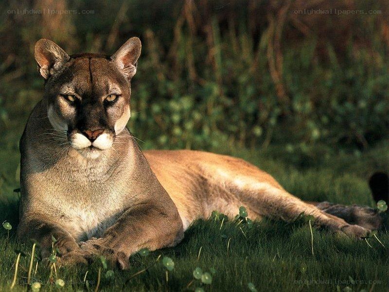 Cougar resting in grass