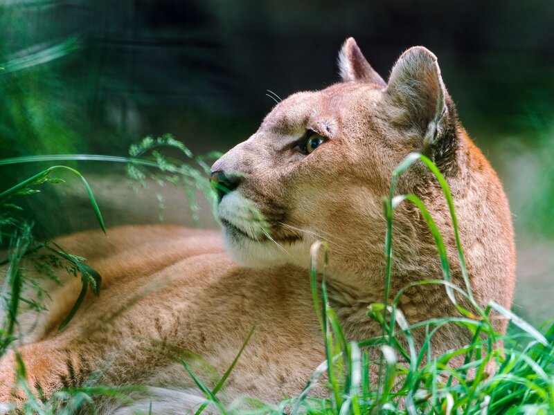 Cougar resting in grass