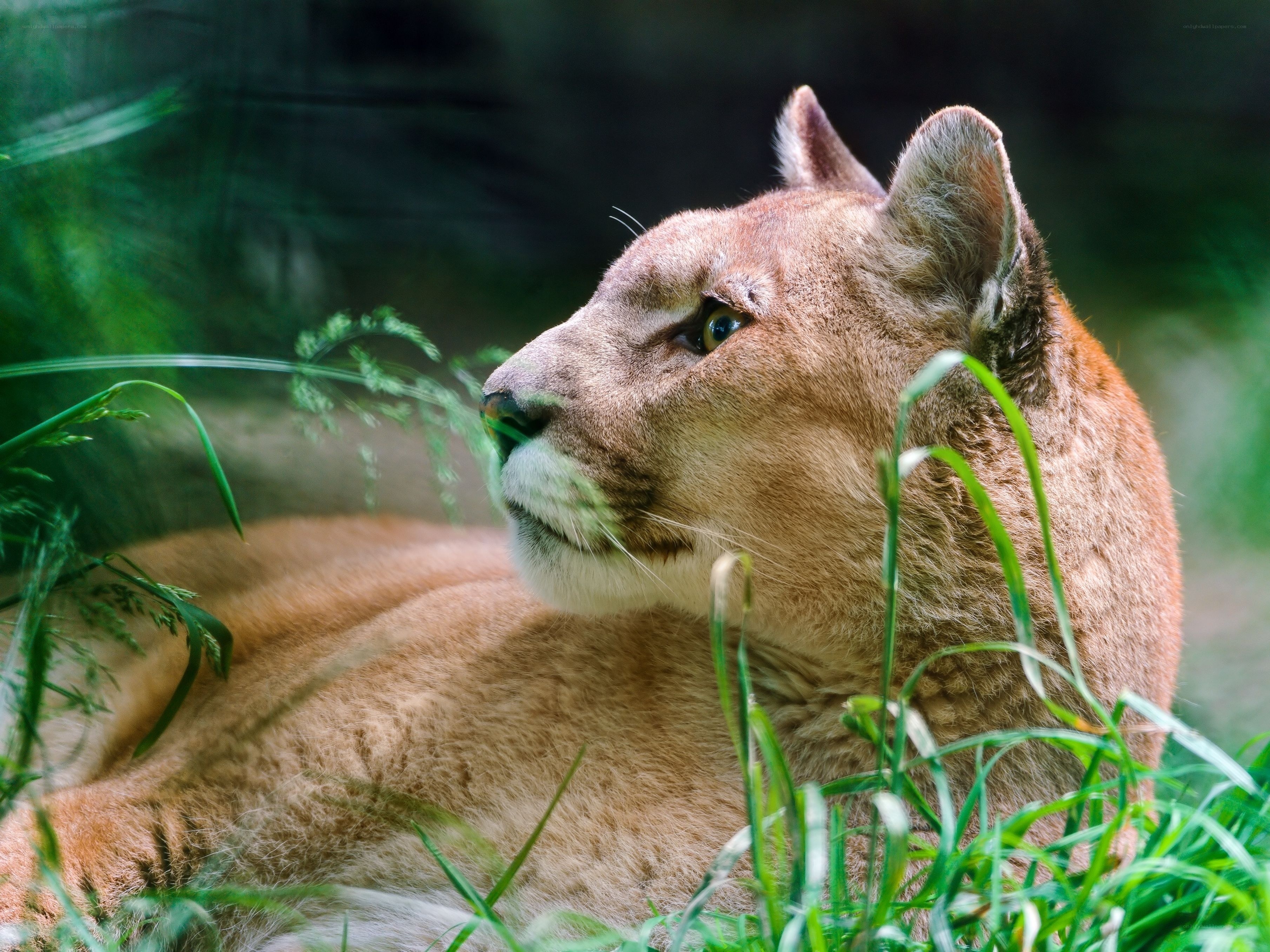 Cougar resting in grass