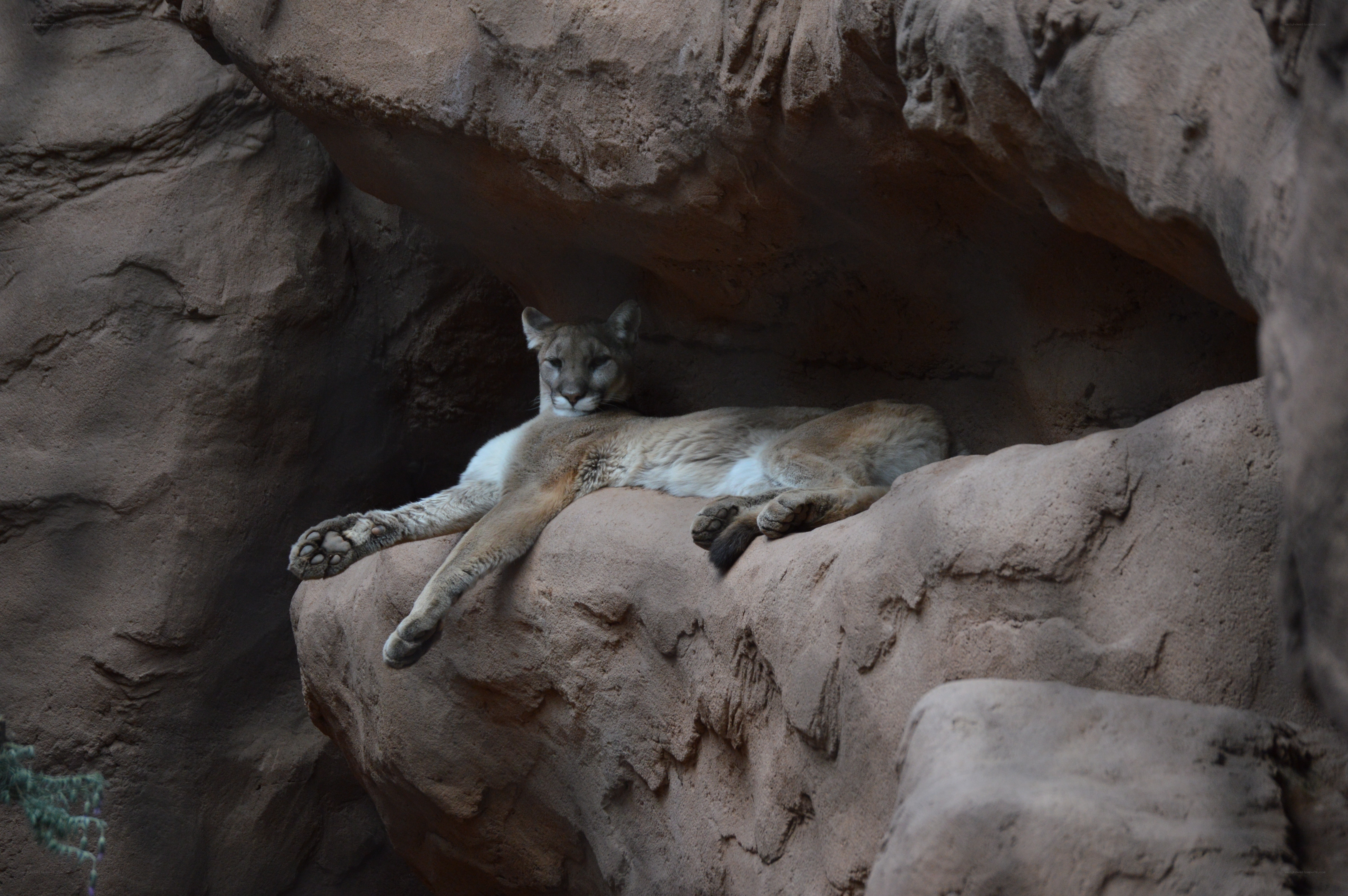 Cougar resting in rocky den