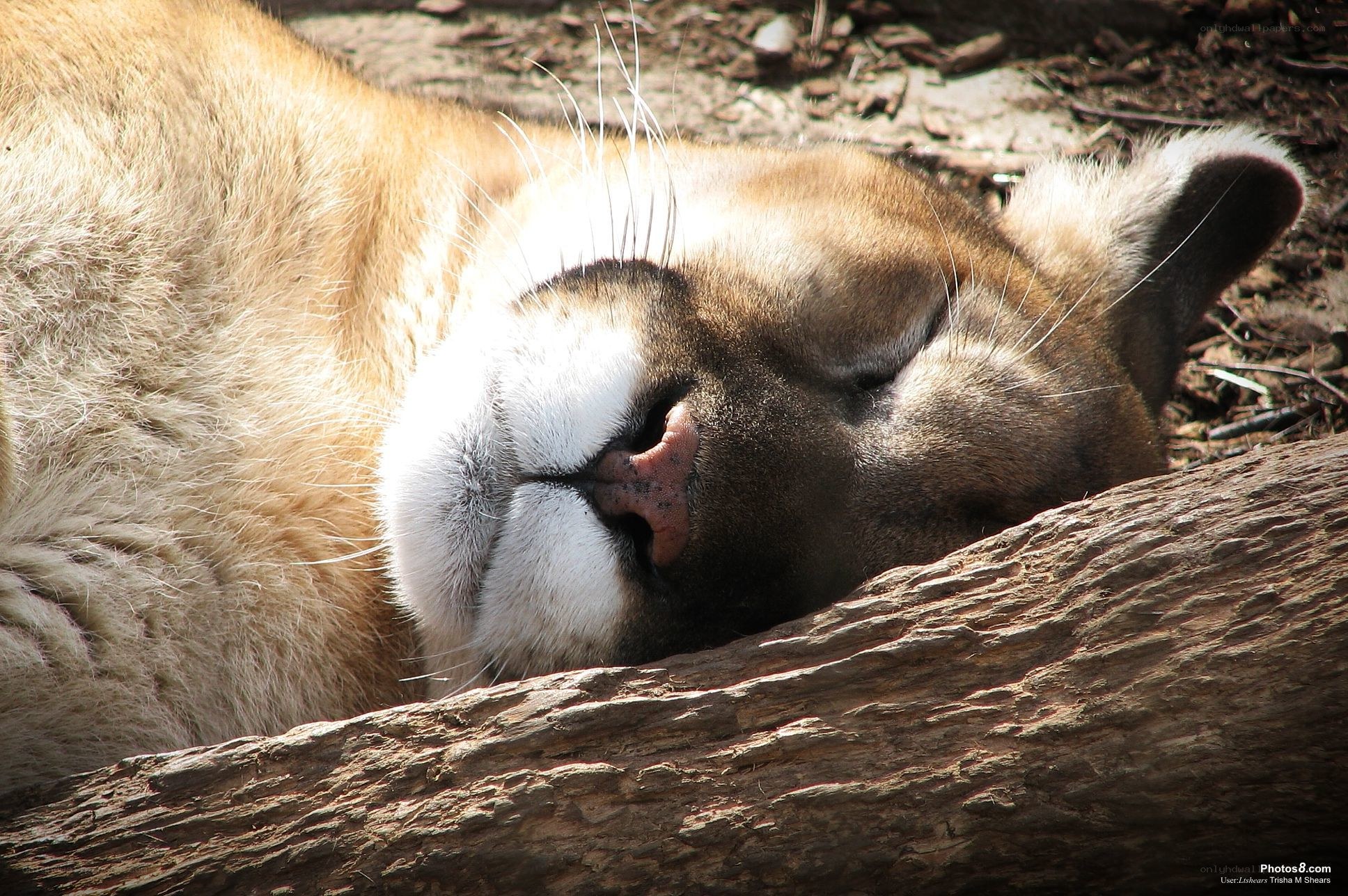 Cougar resting on a log