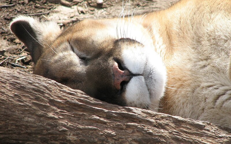 Cougar resting on a log