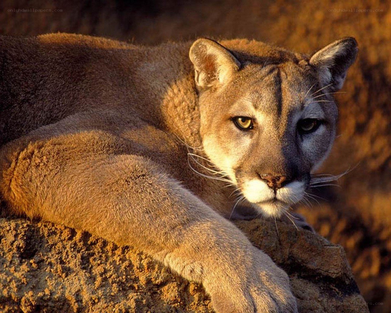 Cougar resting on a rock