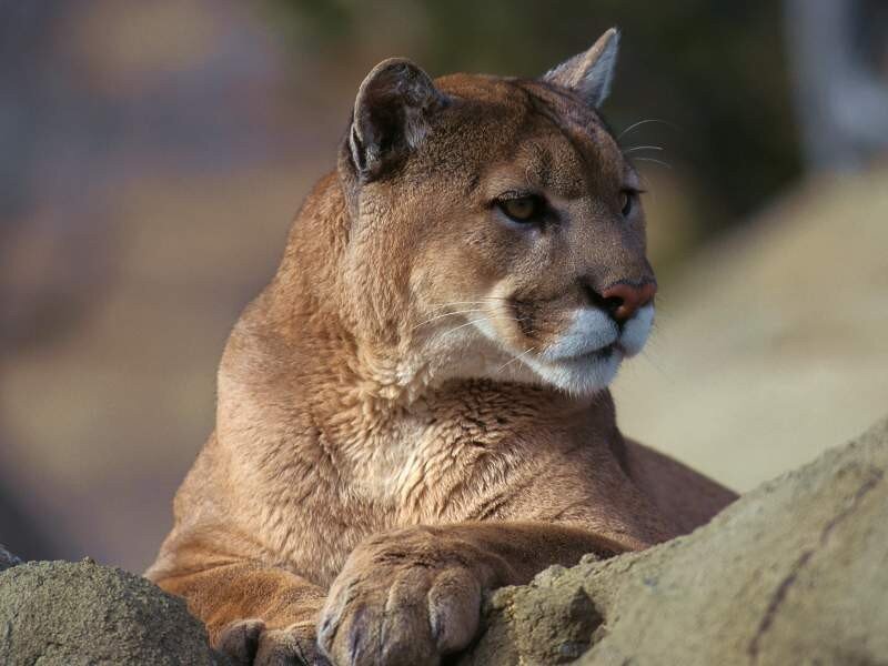 cougar resting on a rock