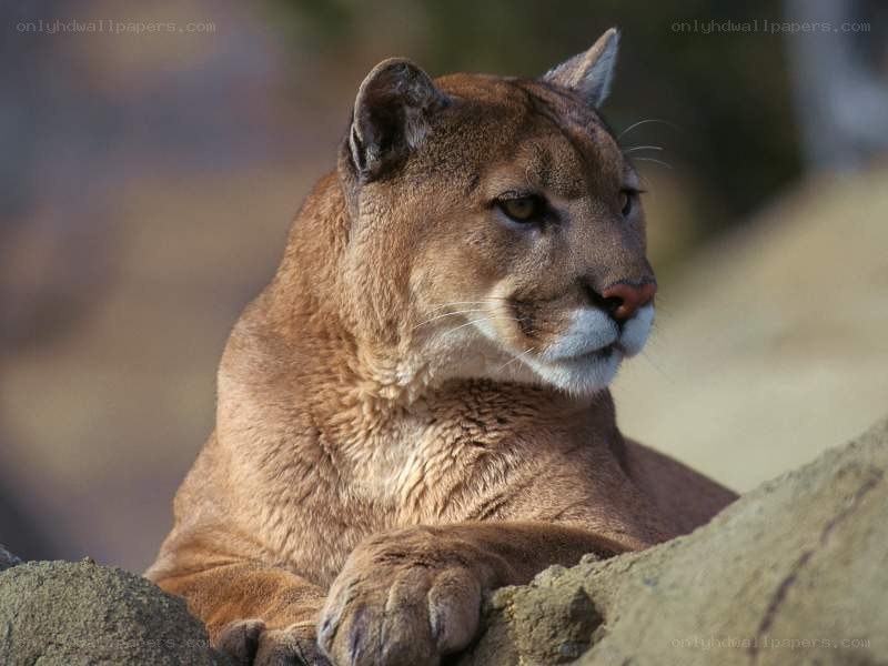cougar resting on a rock