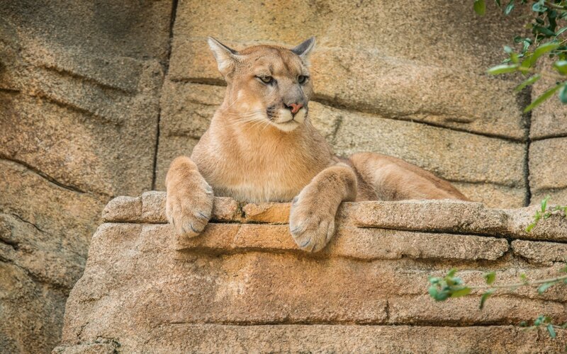 Cougar resting on a rock